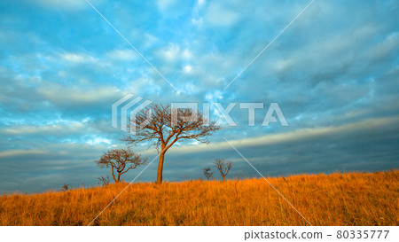 Hillside Trees Dry Dawn First Light Hillside Trees Dry Dawn First Light 80335777