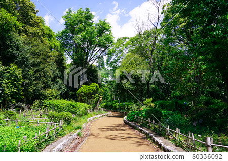 藍天下的東高根森林公園(神奈川縣川崎市) 藍天下的東高根森林公園(神奈川縣川崎市) 80336092