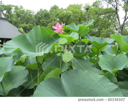 千葉公園男鹿荷花粉紅蓮子 千葉公園男鹿荷花粉紅蓮子 80336307