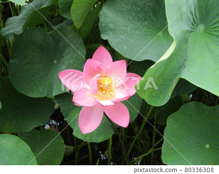 千葉公園 Ogahas 的大花 千葉公園 Ogahas 的大花 80336308