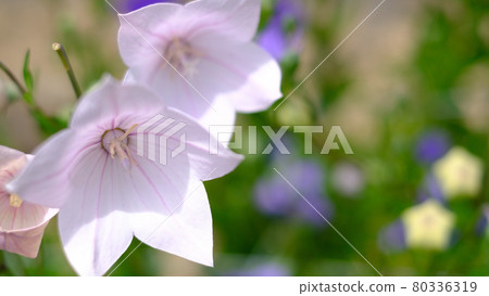 中國桔梗 80336319