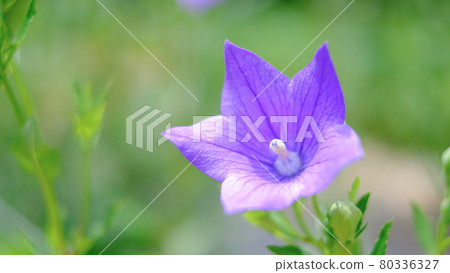 中國桔梗 中國桔梗 80336327