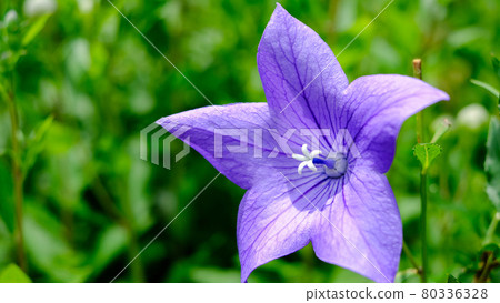 中國桔梗 80336328