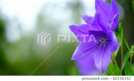 中國桔梗 80336332