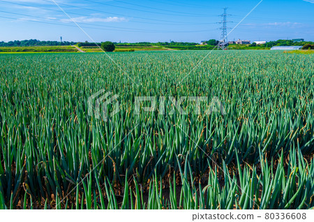 One side of green onion field (Sakai City, Fukui Prefecture) One side of green onion field (Sakai City, Fukui Prefecture) 80336608
