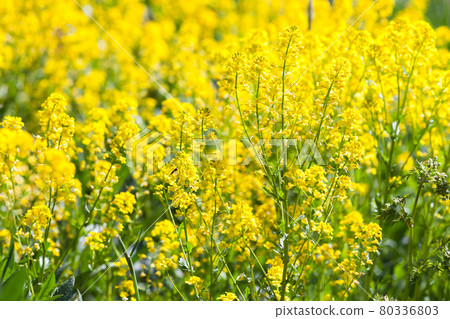 Summer background photo with yellow flowers Summer background photo with yellow flowers 80336803