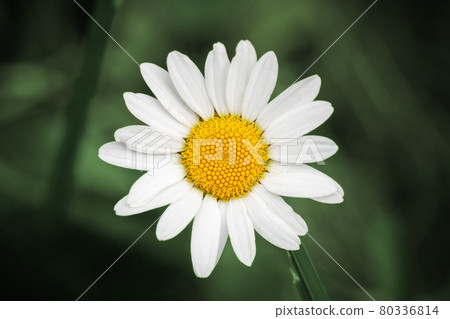 Daisy flower close up photo 80336814
