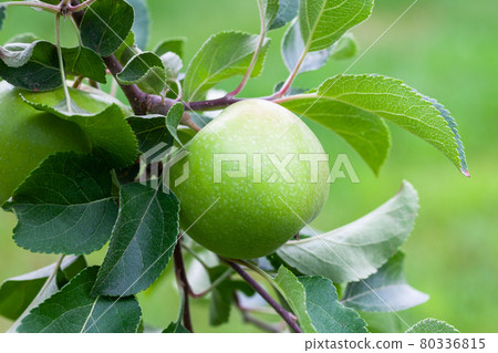 Fresh green apple grow on a tree with leaves 80336815