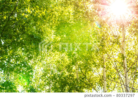 Summer natural background with sunbeams warm sun shines through birch tree branches in forest 80337297