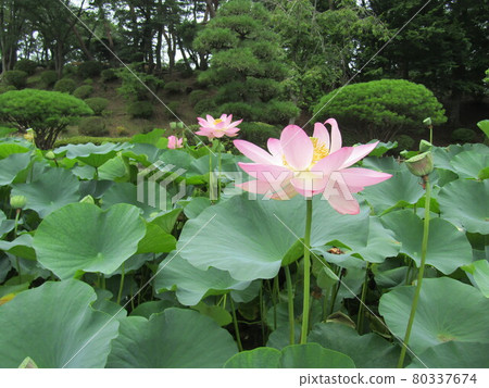千葉公園 Ogahas 的大花 千葉公園 Ogahas 的大花 80337674