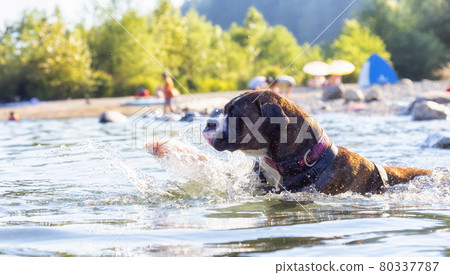 Playful and Funny Boxer Dog swimming in the water 80337787