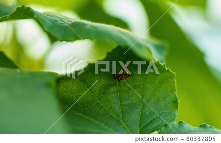 bee mating on green leaf of cucumber  80337805