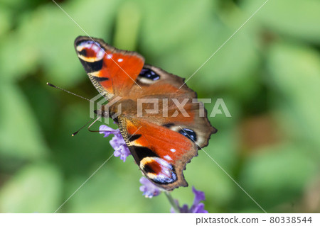 Peacock butterfly in Germany Peacock butterfly in Germany 80338544