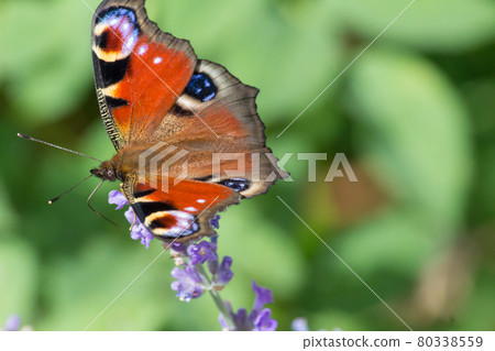 Peacock butterfly in Germany 80338559