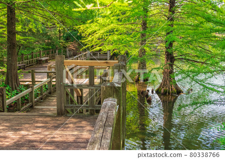 Fantastic scenery of Greenpia Kasugai and Bald Cypress <Kasugai City, Aichi Prefecture> Fantastic scenery of Greenpia Kasugai and Bald Cypress <Kasugai City, Aichi Prefecture> 80338766