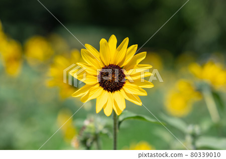 向日葵在夏日的陽光下凝視未來 向日葵在夏日的陽光下凝視未來 80339010