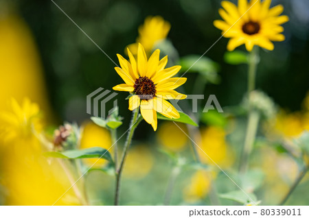 向日葵在夏日的陽光下凝視未來 向日葵在夏日的陽光下凝視未來 80339011