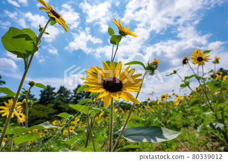 向日葵在夏日的陽光下凝視未來 向日葵在夏日的陽光下凝視未來 80339012