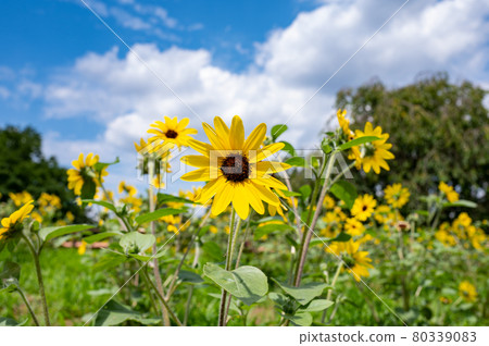 向日葵在夏日的陽光下凝視未來 向日葵在夏日的陽光下凝視未來 80339083