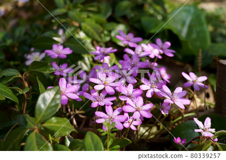 Pink liverwort 80339257