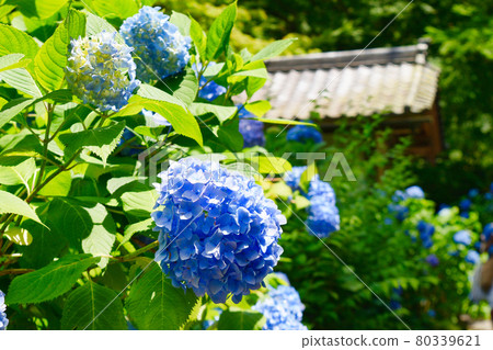鎌倉明月院的美麗繡球花 80339621