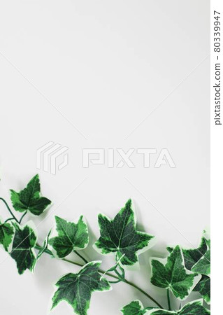Ivy leaves on white background 80339947