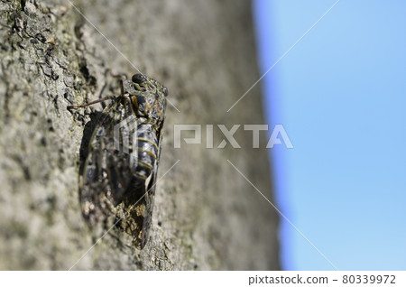 Nice toy Nice toy 80339972