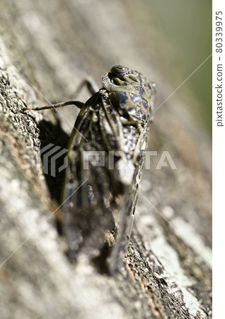 好玩具 好玩具 80339975