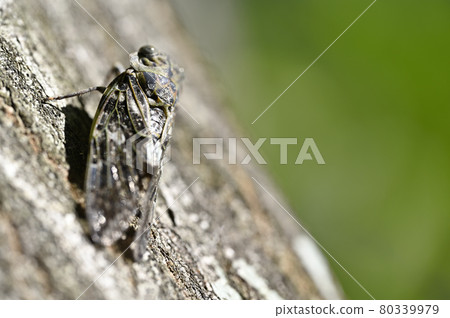 Nice toy Nice toy 80339979