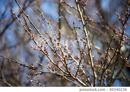 Plum trees, buds, early spring 80340236