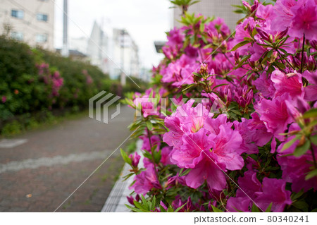 Satsuki / city / up Satsuki / city / up 80340241