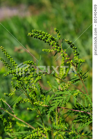 Ragweed plants (Ambrosia artemisiifolia) causing allergy 80340409