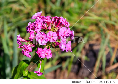 Beautiful pink phlox flower in a garden Beautiful pink phlox flower in a garden 80340410