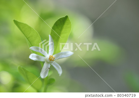Small white Tangerine flower closeup 80340719