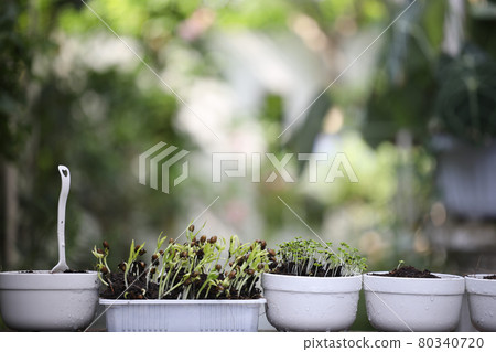 Pots of raw green vegetables  80340720