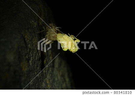 Cicada molting 80341810