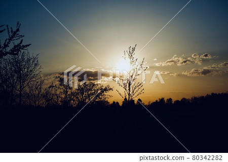 Twilight - tree silhouette against a gradation sky  80342282