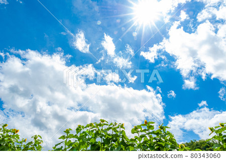 Rays and sunflowers Rays and sunflowers 80343060