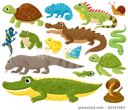 Cartoon amphibians and reptiles. Serpent, reptile and amphibians, frog, turtle, iguana and python vector illustration set. Wildlife reptiles and amphibians Cartoon amphibians and reptiles. Serpent, reptile and amphibians, frog, turtle, iguana and python vector illustration set. Wildlife reptiles and amphibians 80343464