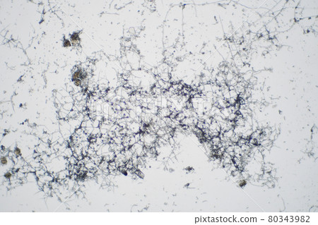 用顯微鏡模塑的模具 80343982