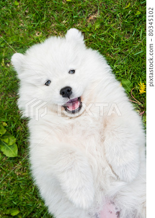 Funny Samoyed puppy dog top view on the green grass 80345102