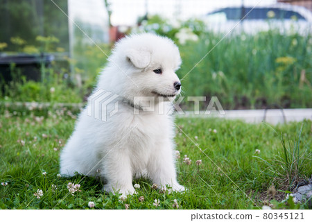 Funny Samoyed puppy on the green grass Funny Samoyed puppy on the green grass 80345121