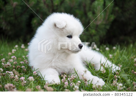 Funny Samoyed puppy on the green grass Funny Samoyed puppy on the green grass 80345122