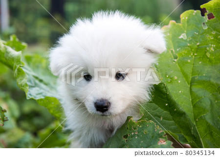 Samoyed puppy and rhubarb growing in a garden. Samoyed puppy and rhubarb growing in a garden. 80345134