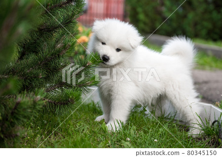 Funny Samoyed puppy gnaws a decorative fir tree 80345150
