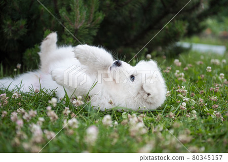 Funny Samoyed puppy dog top view in the garden Funny Samoyed puppy dog top view in the garden 80345157