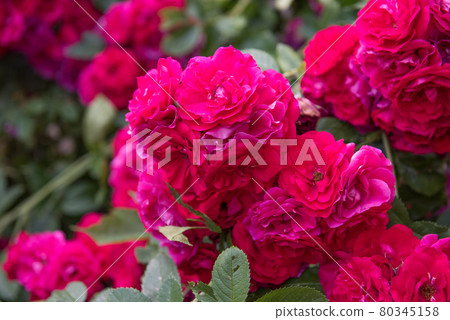 beautiful red roses bush in summer garden on summer beautiful red roses bush in summer garden on summer 80345158