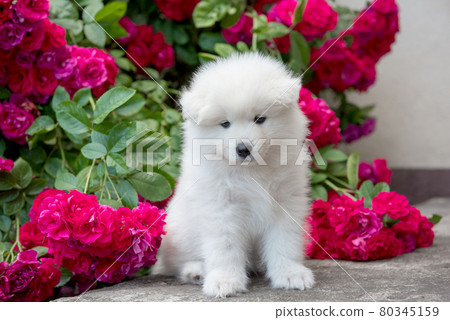 White furry Samoyed puppy sitting with red roses White furry Samoyed puppy sitting with red roses 80345159