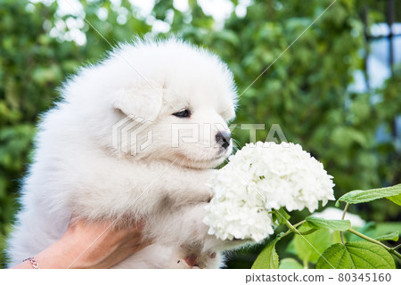 Female hands holding white fluffy Samoyed puppy 80345160