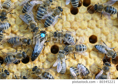 Queen bee is always surrounded by the workers bees - their servant. Queen bee lays eggs in the cell. 80345221